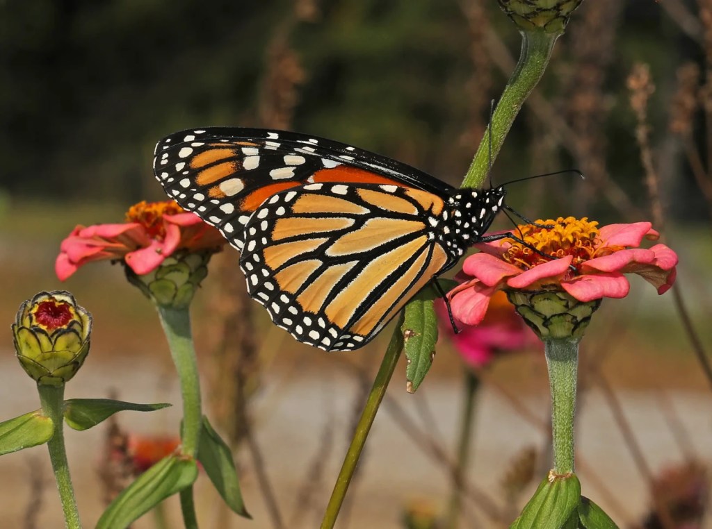 Des espèces animales d’ici dont la survie est en&nbsp;danger